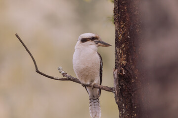 Laughing Kookaburra sitting in a tree. 