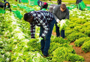 Experienced African American farmer hand harvesting ripe green leaf lettuce on vegetable plantation