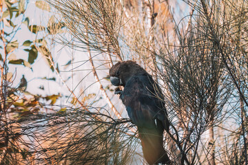 Glossy Black Cockatoo eating in a tree.