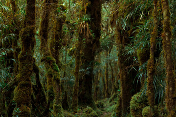 horizontal shot of a trail surrounded by lush green bushes and trees in the rain forest on Cerro Ena in Costa Rica