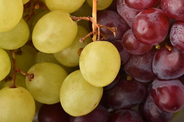 wine grapes.