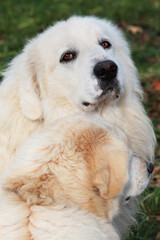 Cutest Pyrenean Mountain dogs outdoors