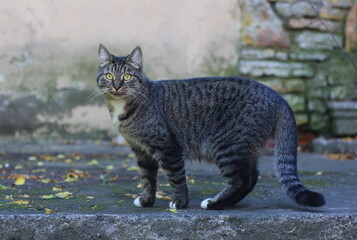 Gray tabby cat on the stone porch