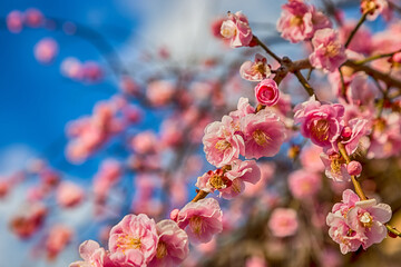 Pink plum blossom Flowers in spring.