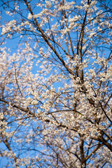 White blossom sakura flowers on a spring day in Japan., Beautiful flowering Japanese cherry - Sakura.