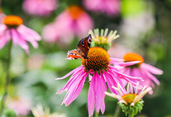 Beautiful colored European Peacock butterfly, Inachis io, Aglais io, on purple flower Echinacea in a sunny summer garden.