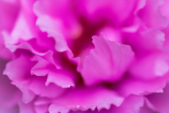 A close-up of pink flower
