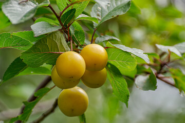 Yellow ripe cherry plum on the branches.
