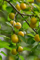 Yellow ripe cherry plum on the branches.