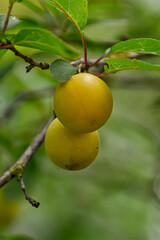 Yellow ripe cherry plum on the branches.