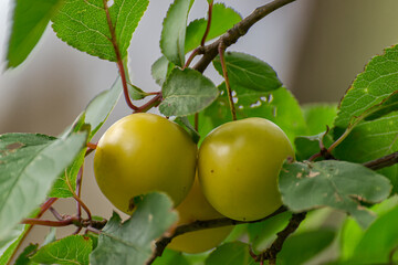Yellow ripe cherry plum on the branches.