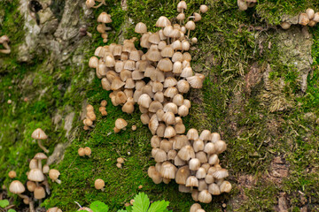 Scattered dung beetle, a mushroom of the Psatirella family, previously belonged to the dung family. Inedible due to the small size of the caps containing very little pulp.