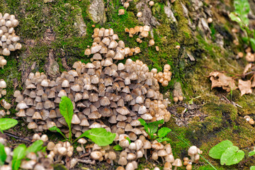 Scattered dung beetle, a mushroom of the Psatirella family, previously belonged to the dung family....