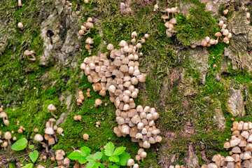 Scattered dung beetle, a mushroom of the Psatirella family, previously belonged to the dung family....