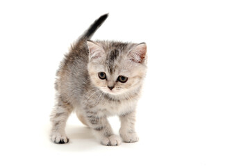 Gray fluffy purebred kitten stands on a white isolated background