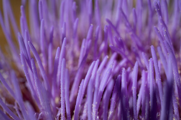 Macro Texture of a Purple Artichoke Flower Blooming in a California Garden