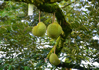 The king of fruits Durian
