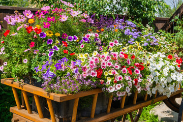 Wooden cart full of petunia flowers. Landscaping in the park
