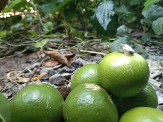 lime on the tree