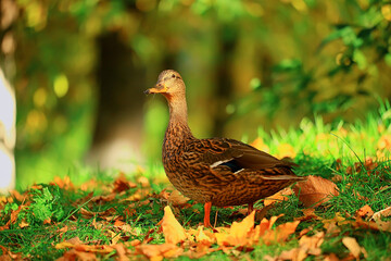 duck autumn park mallard, wild duck autumn view migratory bird nature