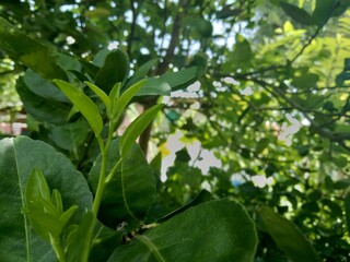 leaves in the garden