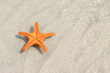 Fototapeta na wymiar Starfish on the beach with copy space top view. Concept summer season on tropical beach