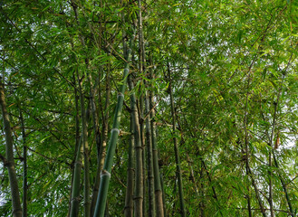 Hidden amongst the bamboo trees, located at the jungle fringe. Cottage Food in the Deep. Cater to nature lovers, delicious free range steamed ginger chicken, fish porridge and egg plant with petai