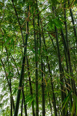 Hidden amongst the bamboo trees, located at the jungle fringe. Cottage Food in the Deep. Cater to nature lovers, delicious free range steamed ginger chicken, fish porridge and egg plant with petai