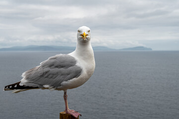Front facing Seagull