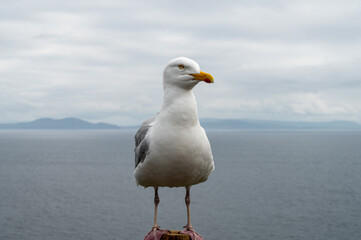 Seagull Close up
