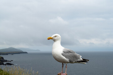 Seagull in Dingle