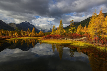 Yellow larch trees by the stream on a sunny autumn day