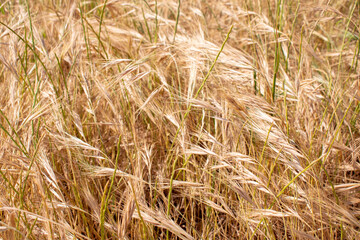Golden ears of wheat. Wheat field.