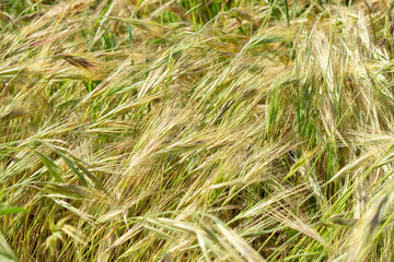 Wheat field. Wheat ears in the sun. Fresh wheat sprouts.