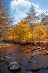 autumn landscape with river. beautiful countryside scenery at sunrise. stones in the water and trees in yellow foliage on the shore. clouds on the blue morning sky