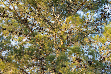 Pine tree in the sun. There are a lot of pine cones. Fluffy pine branches.