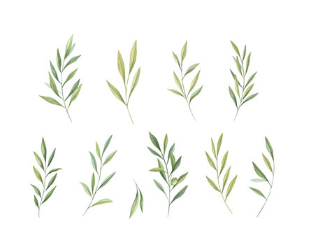 Watercolor olive branches set isolated on white background. Watercolor greenery leaves. 