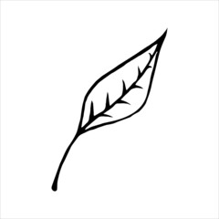Hand drawn doodle vector icon of a leaf, isolated on white background