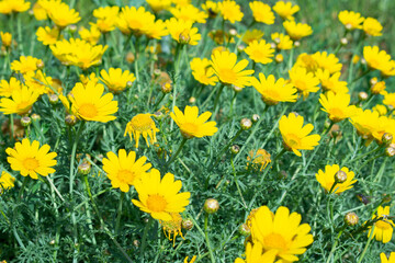 Field of yellow daisies. Yellow daisies in the wild.