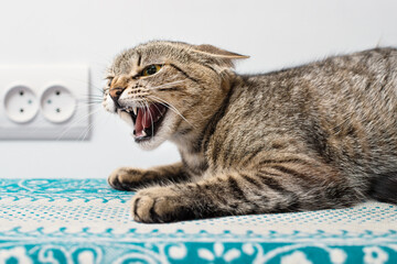 Crazy tabby cat showing grin indoors - obrazy, fototapety, plakaty