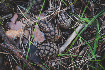 Cedar cones is lying on dried fir-needles 