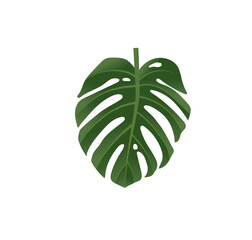 Fototapeta na wymiar monstera tropical leaves vector illustration