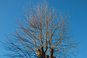 Leafless Dry Branches Against Deep Blue Sky