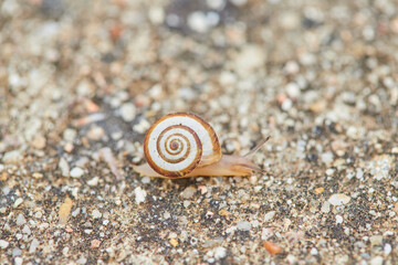 Caracol / babosa