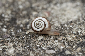 Caracol / babosa