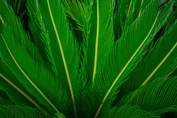 Naklejka na ściany i meble Dark green tropical leaves with yellow veins fan out from the middle of the photo at the bottom edge.