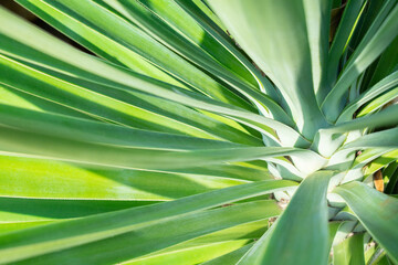 The leaves of a tropical plant are delicate green. Plant rosette.