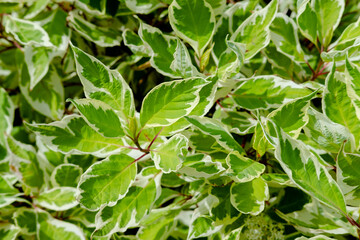 Fototapeta na wymiar Selective focus of Variegated False Hollycream, edged foliage. Background from green leaves with white edges