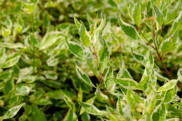 Selective focus of Variegated False Hollycream, edged foliage. Background from green leaves with white edges