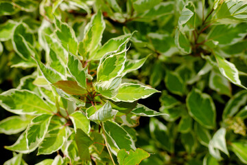 Selective focus of Variegated False Hollycream, edged foliage. Background from green leaves with white edges